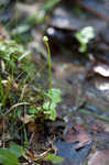 Largeleaf grass of Parnassus